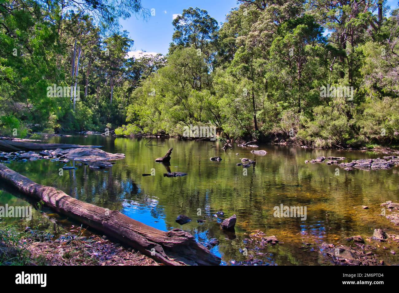 Il fiume Warren scorre attraverso una foresta incontaminata nel Parco Nazionale di Warren, Australia Occidentale Foto Stock