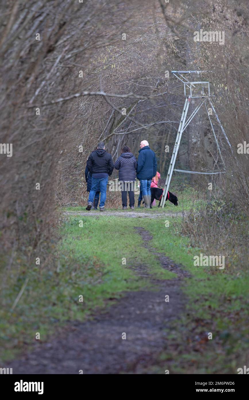 Cane da passeggio sul piombo Norfolk NWT Ashwellthorpe Wood UK GB Gennaio 2023. Foto Stock