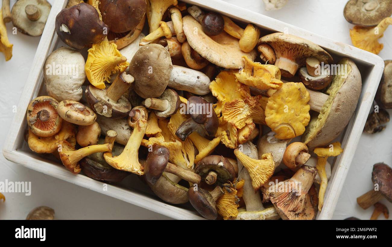 Vista superiore di vari funghi selvatici raccolti in una scatola di legno Foto Stock