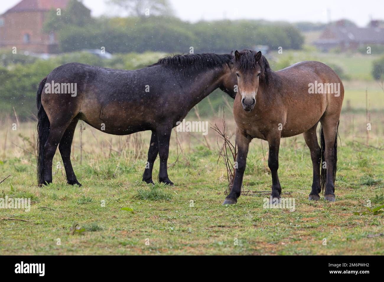 Exmoor Pony (Equus ferus caballus) Ken Hill Norfolk Regno Unito GB Maggio 2022 Foto Stock