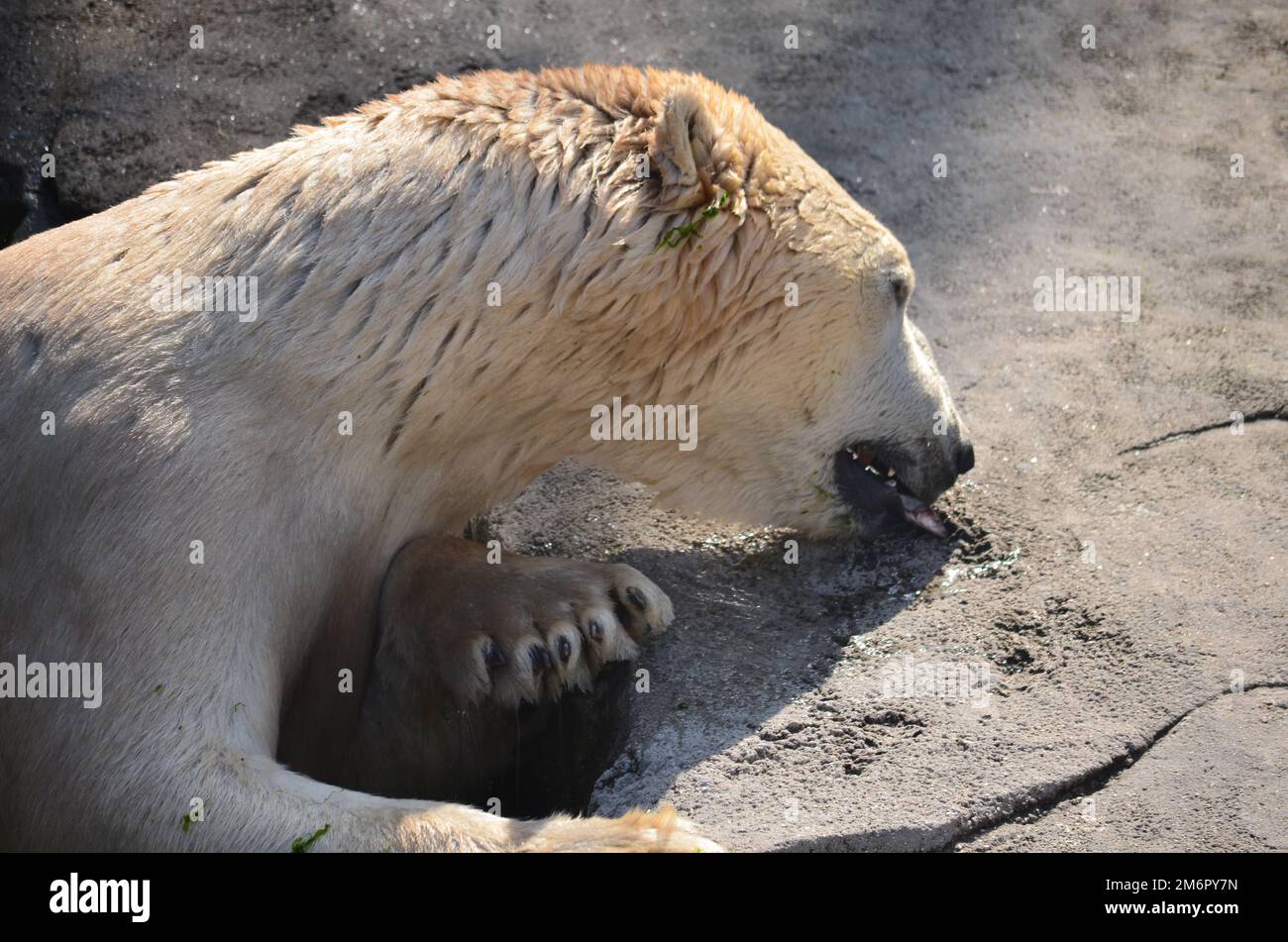 Orso polare mangiare un pesce da una roccia Foto Stock