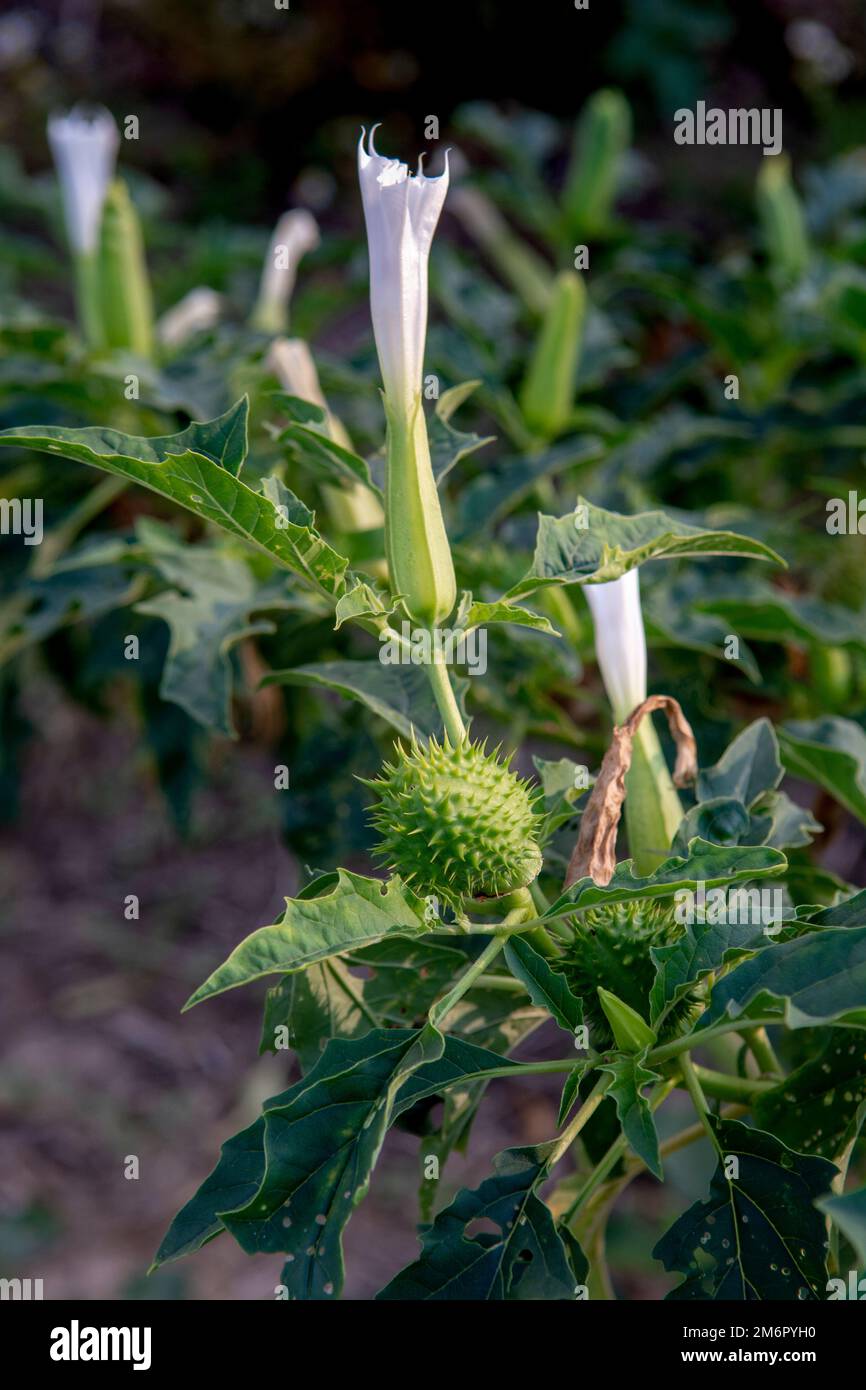 Allucinogeno pianta Tromba del diavolo (Datura stramonio). Fiore bianco di Jimsonweed ( Jimson weed ), mela di Thorn o lumino del Diavolo Foto Stock