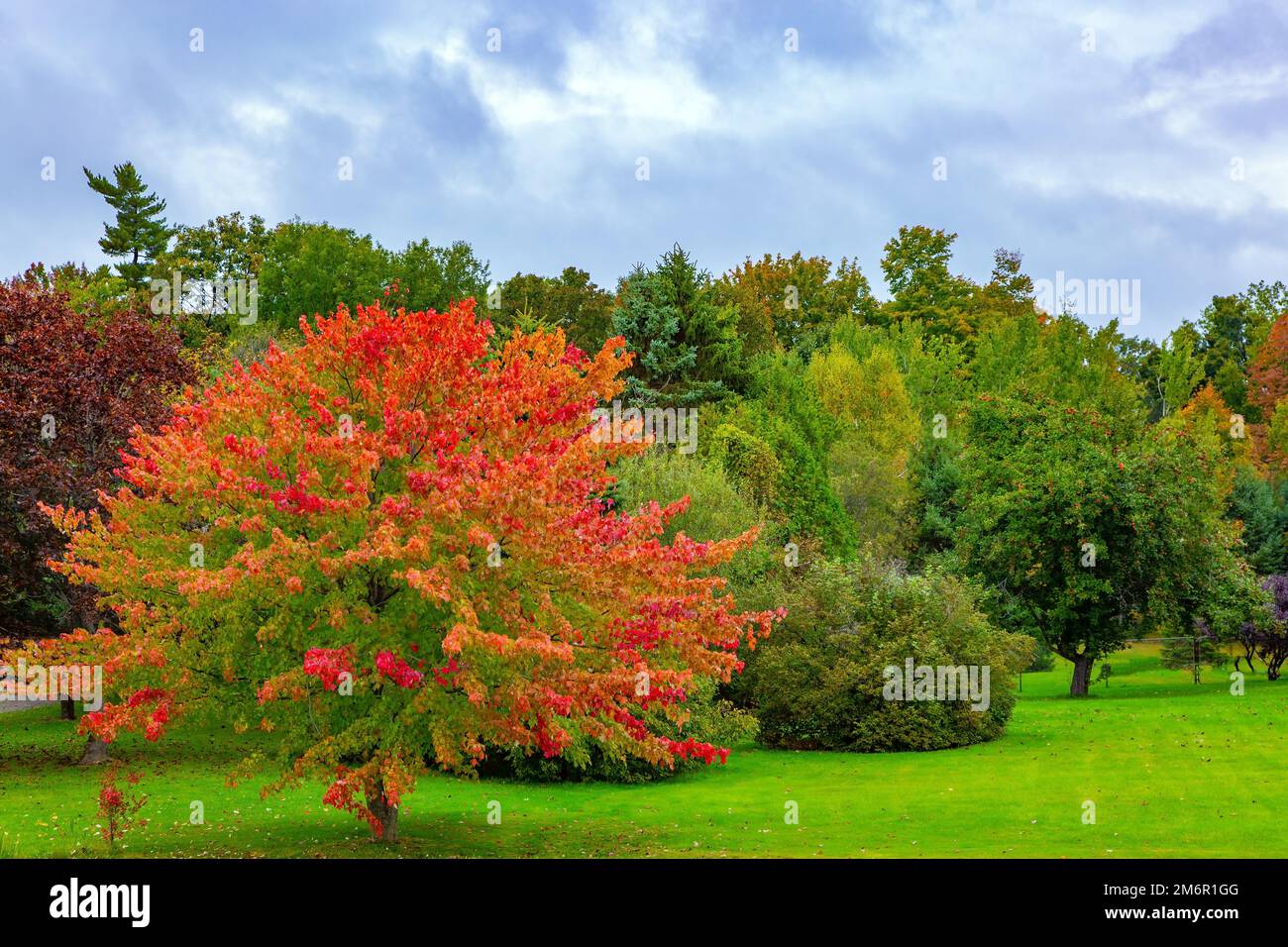 Lussureggianti alberi d'oro e rosso d'autunno Foto Stock