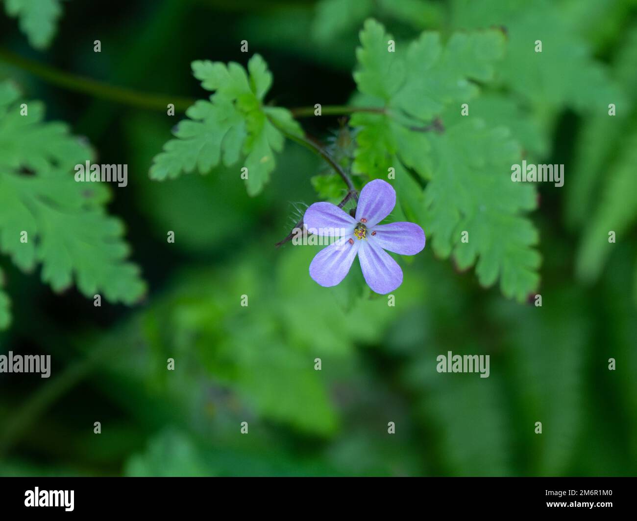 Un piccolo fiore di lilla con cinque petali, primo piano. Una bella pianta fiorita, fiore con foglie verdi. Foto Stock Un piccolo fiore di lilla con cinque petali, primo piano. Una bella pianta fiorita, fiore con foglie verdi. Foto Stock
