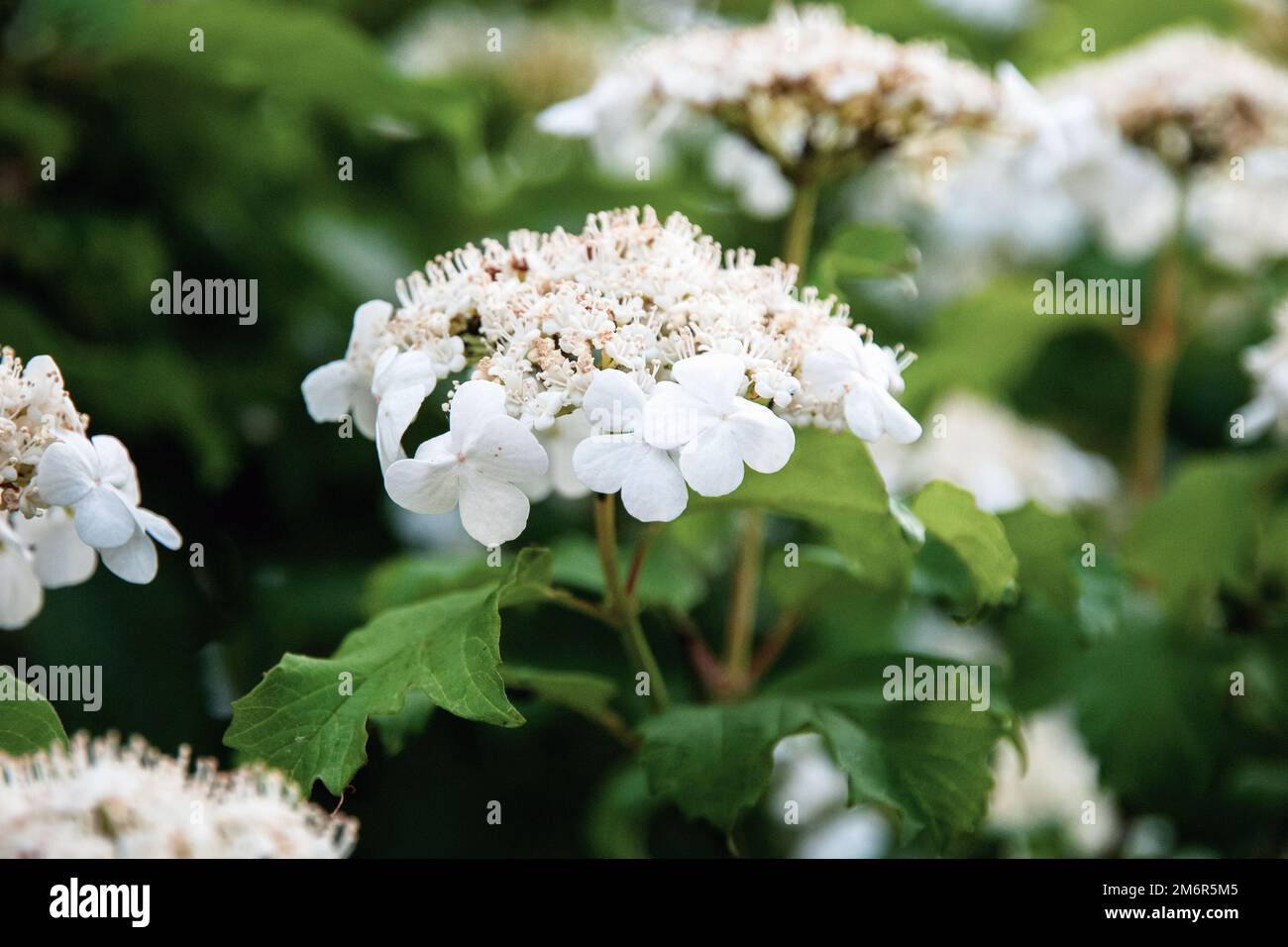Opulus di viburnum, mirtillo europeo di highbush, primo piano di fiori bianchi di Guelder Rose Foto Stock
