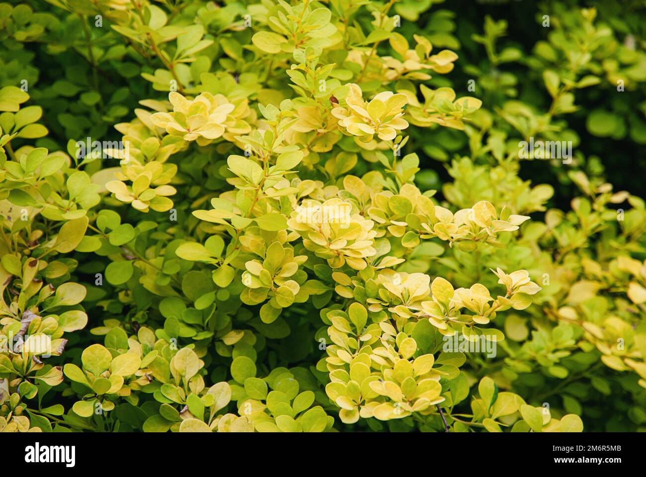 Berberis thunbergii - arbusto di barberry giapponese con fogliame verde giallo in primavera Foto Stock