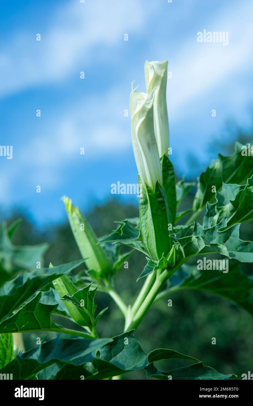 Allucinogeno pianta Tromba del diavolo (Datura stramonio). Fiore bianco di Jimsonweed ( Jimson weed ), mela di Thorn o lumino del Diavolo Foto Stock