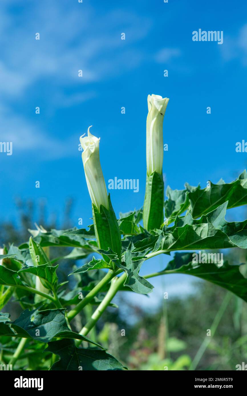 Allucinogeno pianta Tromba del diavolo (Datura stramonio). Fiore bianco di Jimsonweed ( Jimson weed ), mela di Thorn o lumino del Diavolo Foto Stock