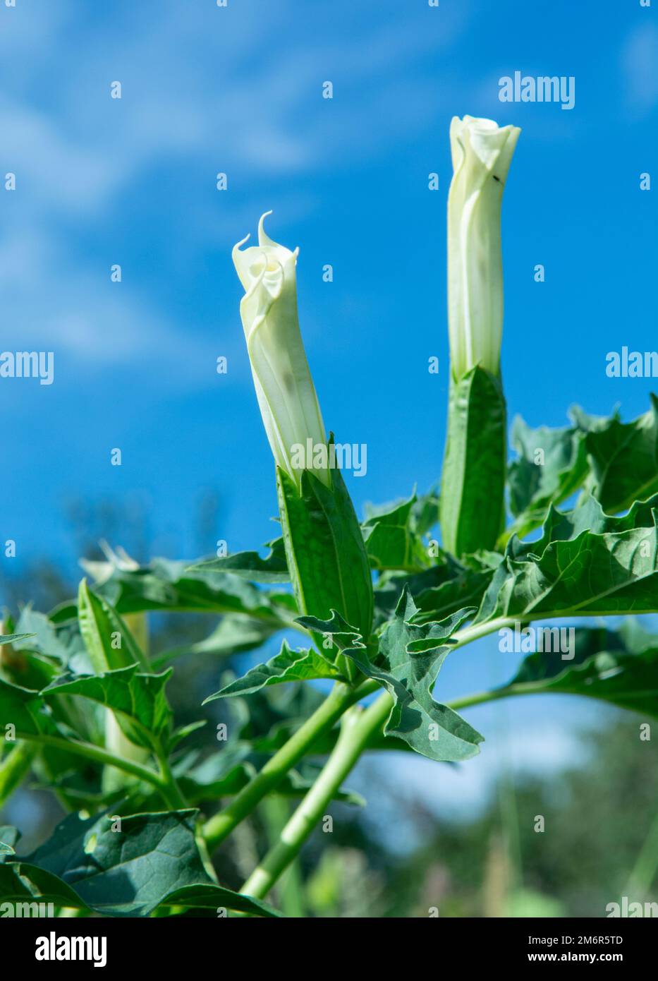 Allucinogeno pianta Tromba del diavolo (Datura stramonio). Fiore bianco di Jimsonweed ( Jimson weed ), mela di Thorn o lumino del Diavolo Foto Stock