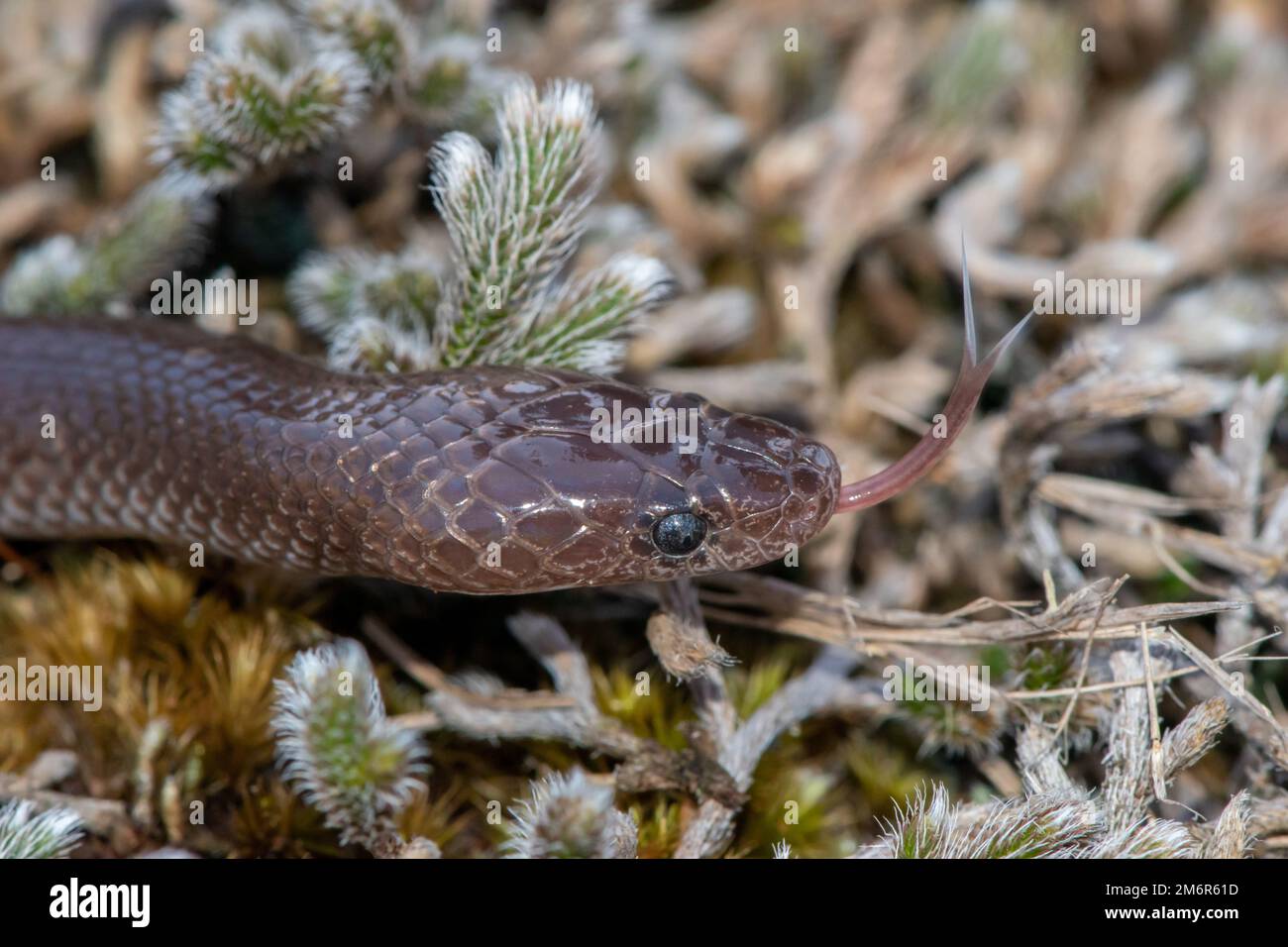 Capo Wolf Snake (Lycophidion capense) Foto Stock