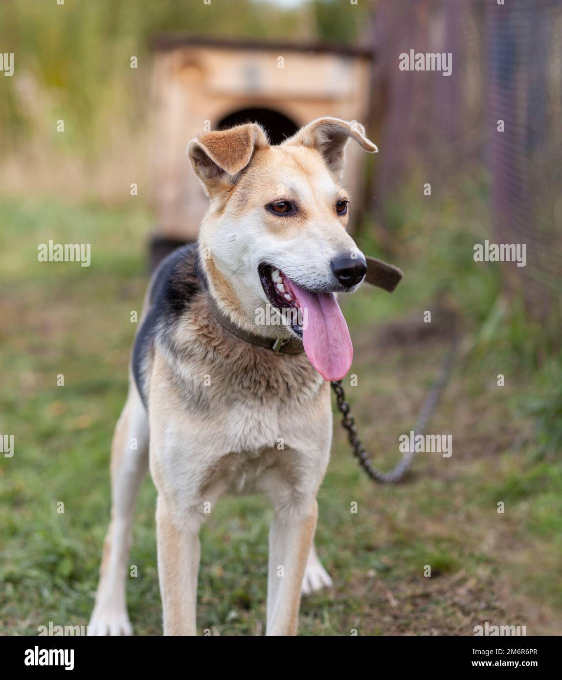 Un cane allegro grande con una linguetta a catena che sporge. Foto Stock