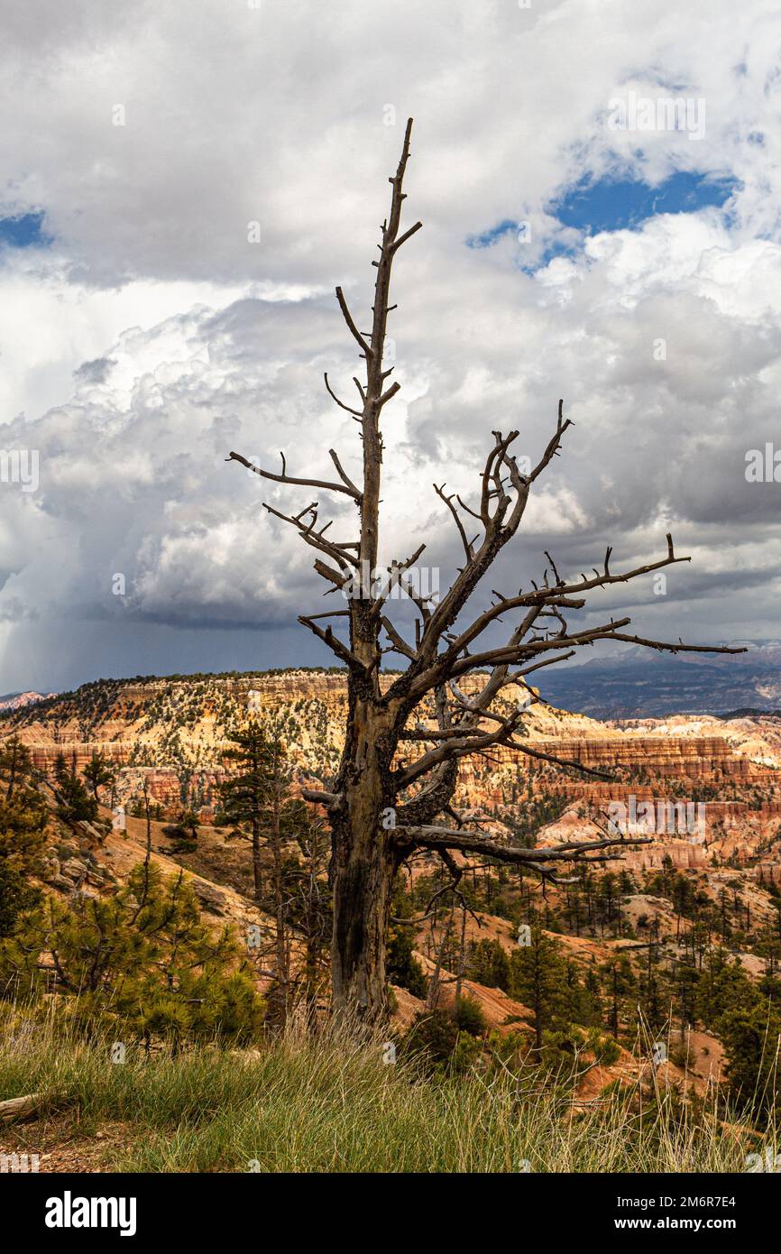 Le formazioni rocciose di Hoodoos al Bryce Canyon National Park, nello Utah sudoccidentale, Stati Uniti Foto Stock