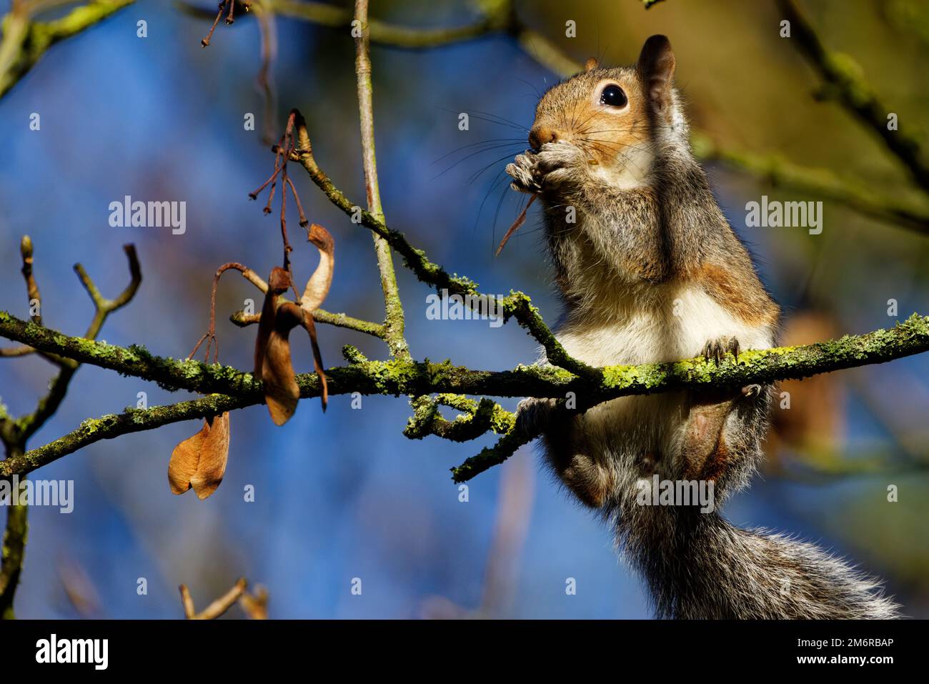 Lo scoiattolo grigio si nutre mentre è bilanciato sulle zampe posteriori sul ramo dell'albero Foto Stock