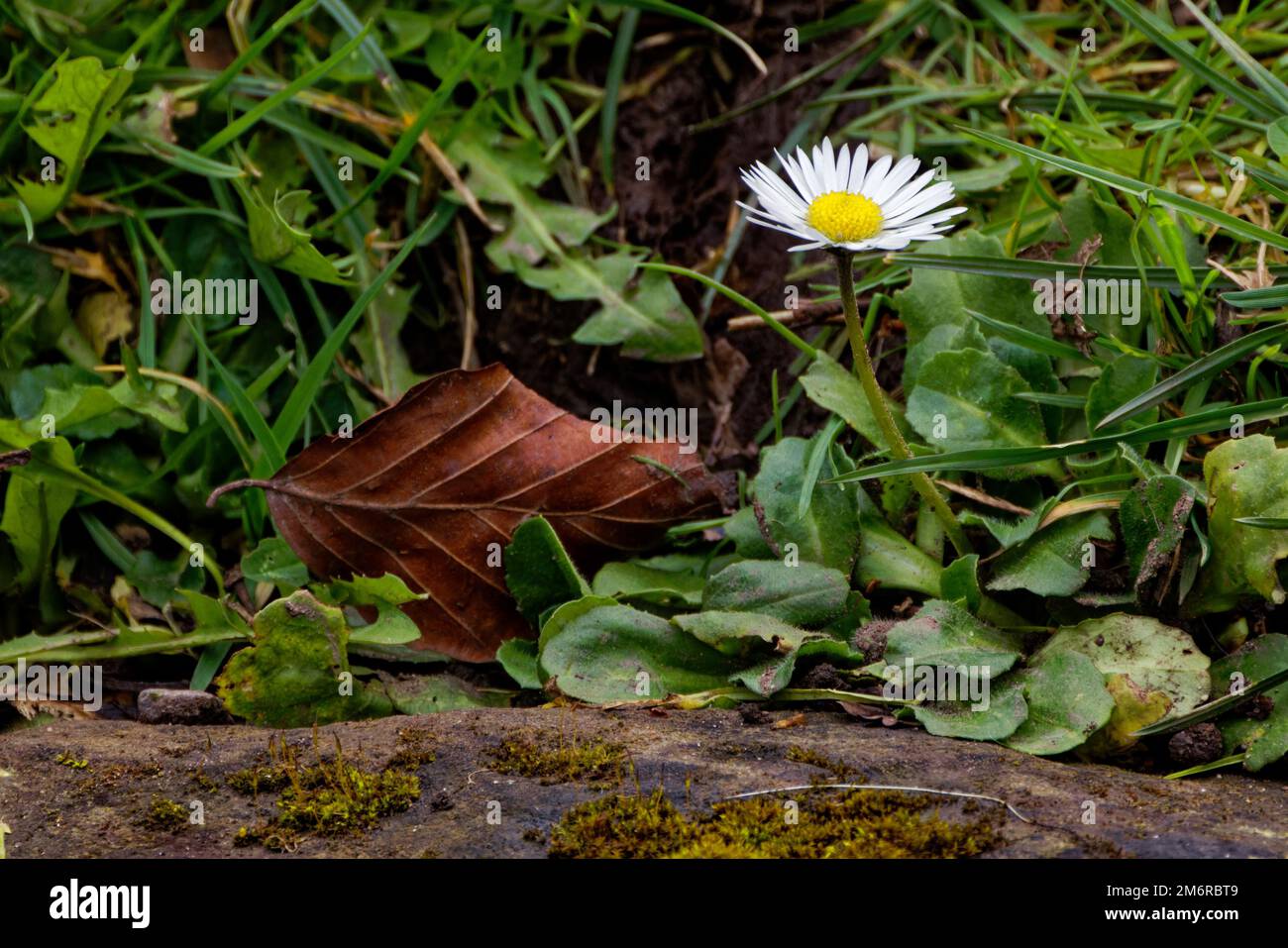 Fiore di Daisy selvatico (Bellis perennis) con una foglia di albero caduto marrone sul terreno Foto Stock
