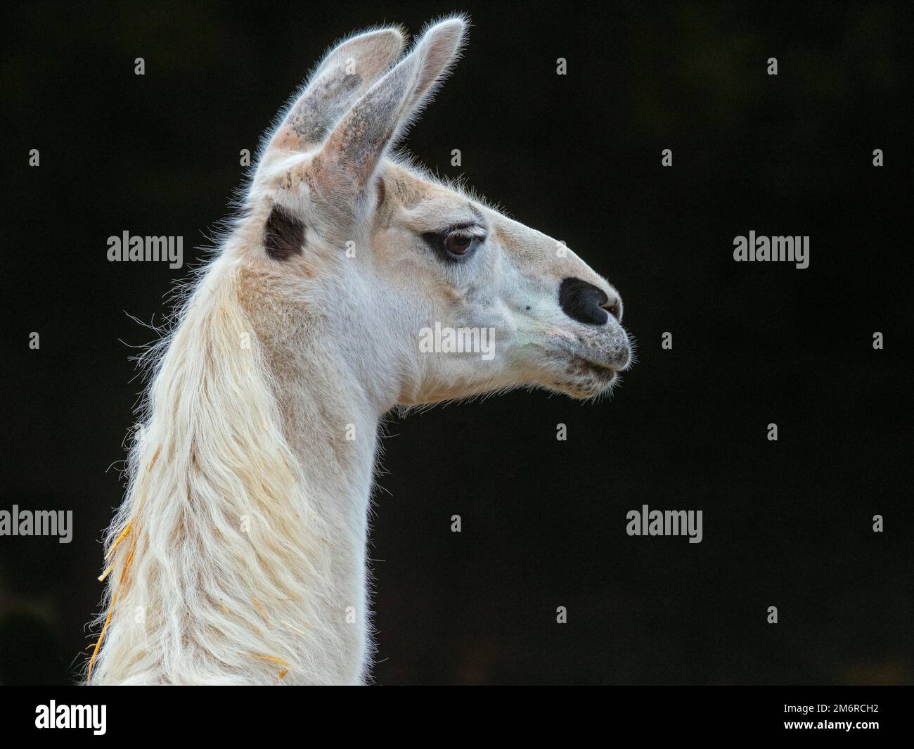 Ritratto di lama domestico lama lama glama Foto Stock