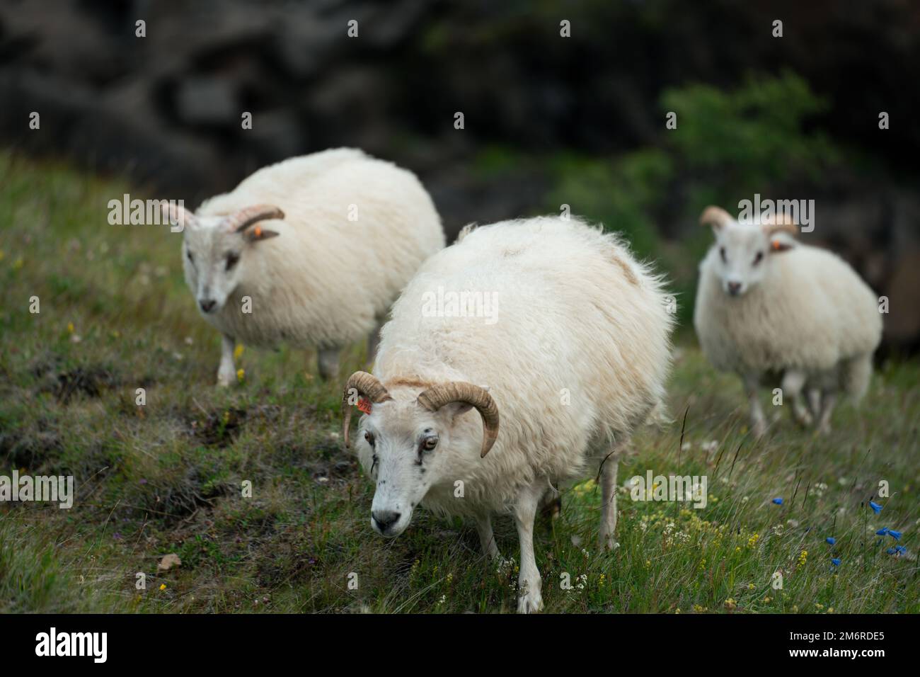 Pecore islandesi che vagano sulle colline in Islanda Foto Stock