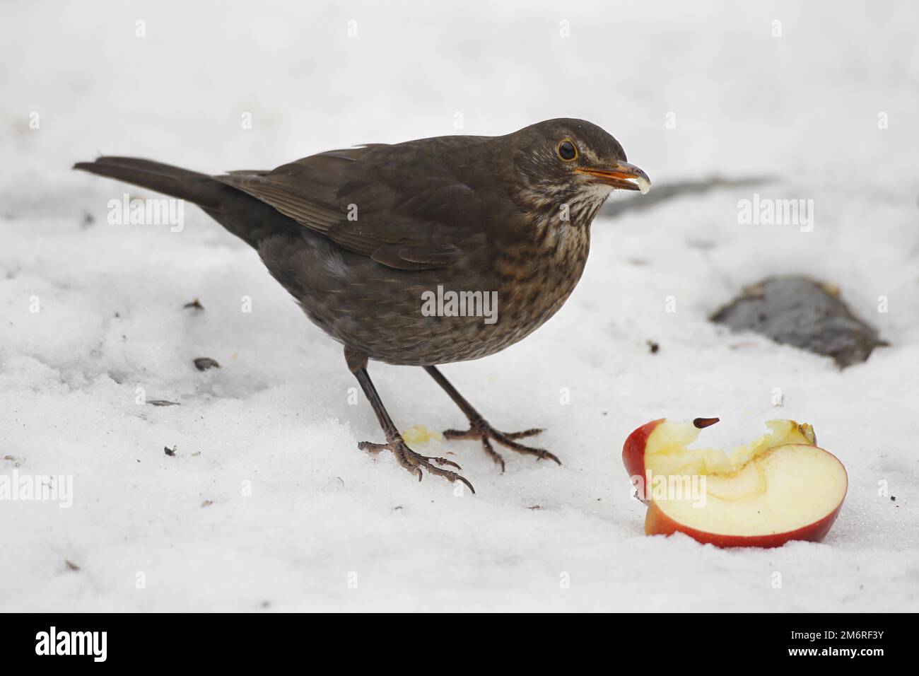 Blackbird (Turdus merula) femmina mangiare mela nella neve, Allgaeu, Baviera, Germania Foto Stock