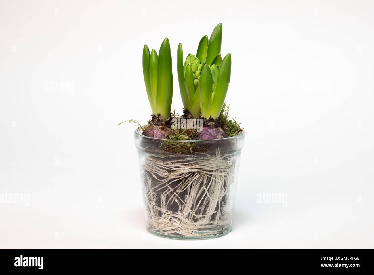 Giacinto da giardino (Hyacinthus orientalis hybride) in vaso di vetro, tuberi, radici, fotografia in studio Foto Stock