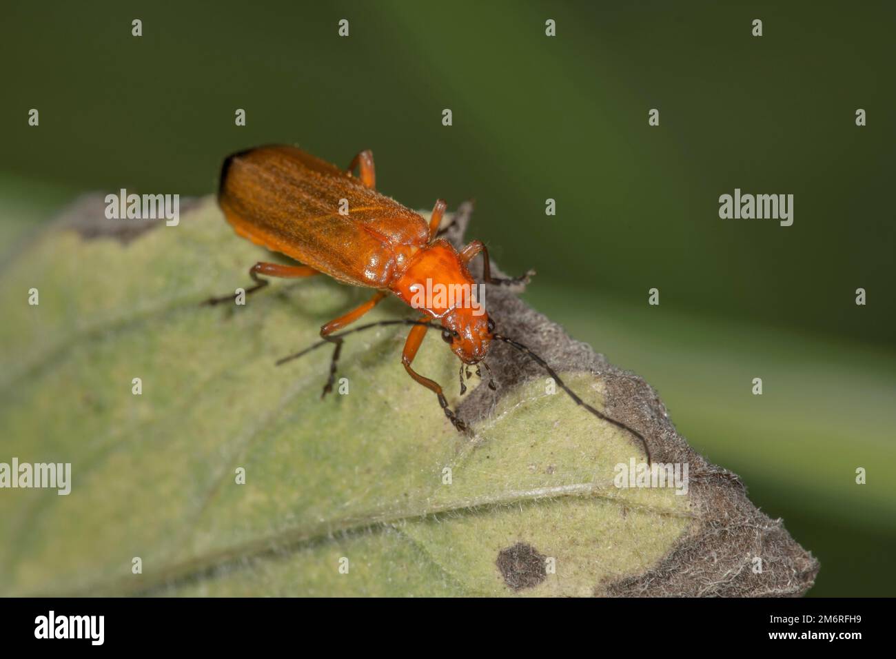 Scarabeo rosso comune (Rhagonycha fulva) su una foglia appassita, Baden-Wuerttemberg, Germania Foto Stock