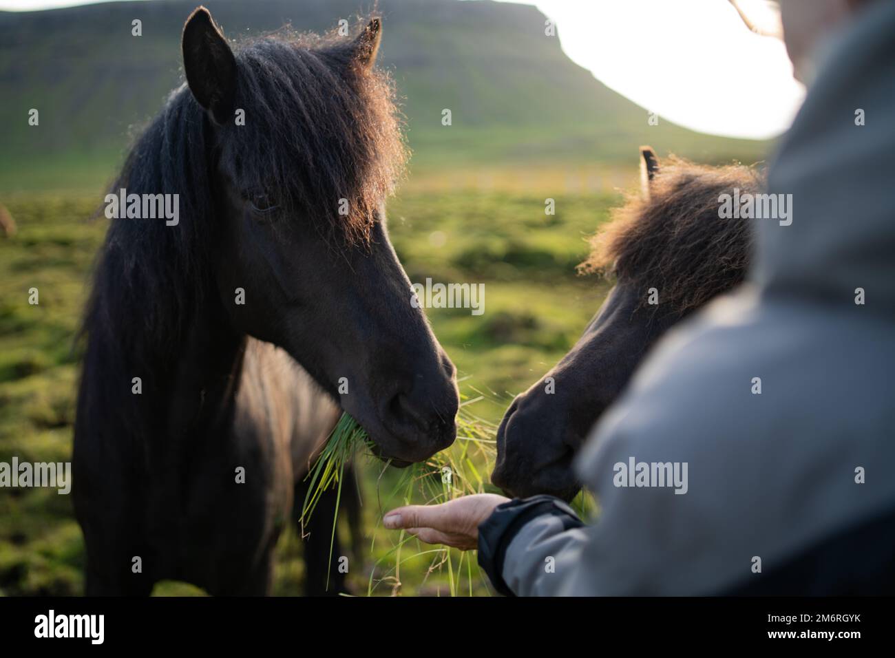 Alimentazione di cavalli islandesi al pascolo al Berg Horse Farm in Islanda Foto Stock