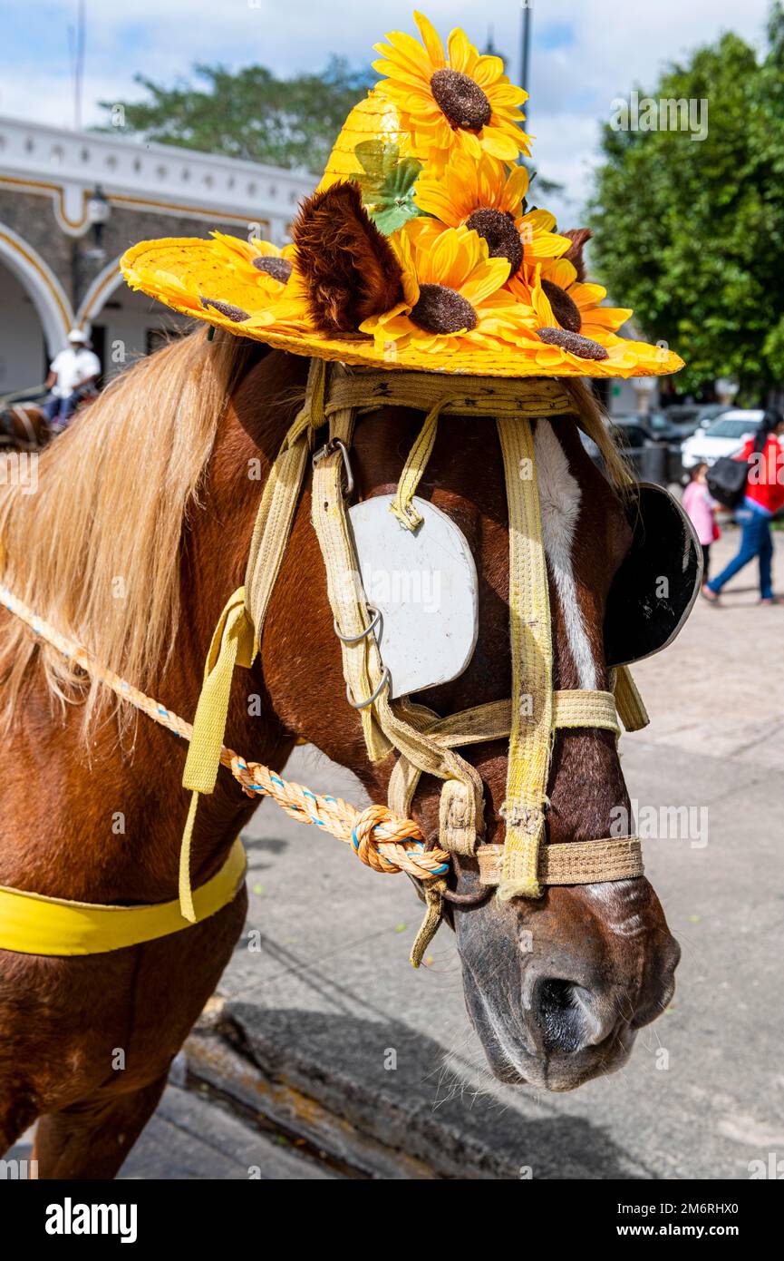 Cavallo con un cappello immagini e fotografie stock ad alta risoluzione -  Alamy