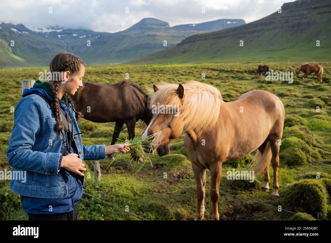 Alimentazione di cavalli islandesi al pascolo al Berg Horse Farm in Islanda Foto Stock