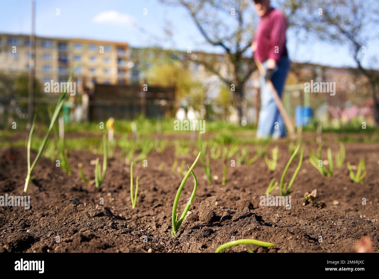 Giovani piantine di cipolle che crescono in un letto da giardino in primavera, con un uomo che lavora sullo sfondo Foto Stock