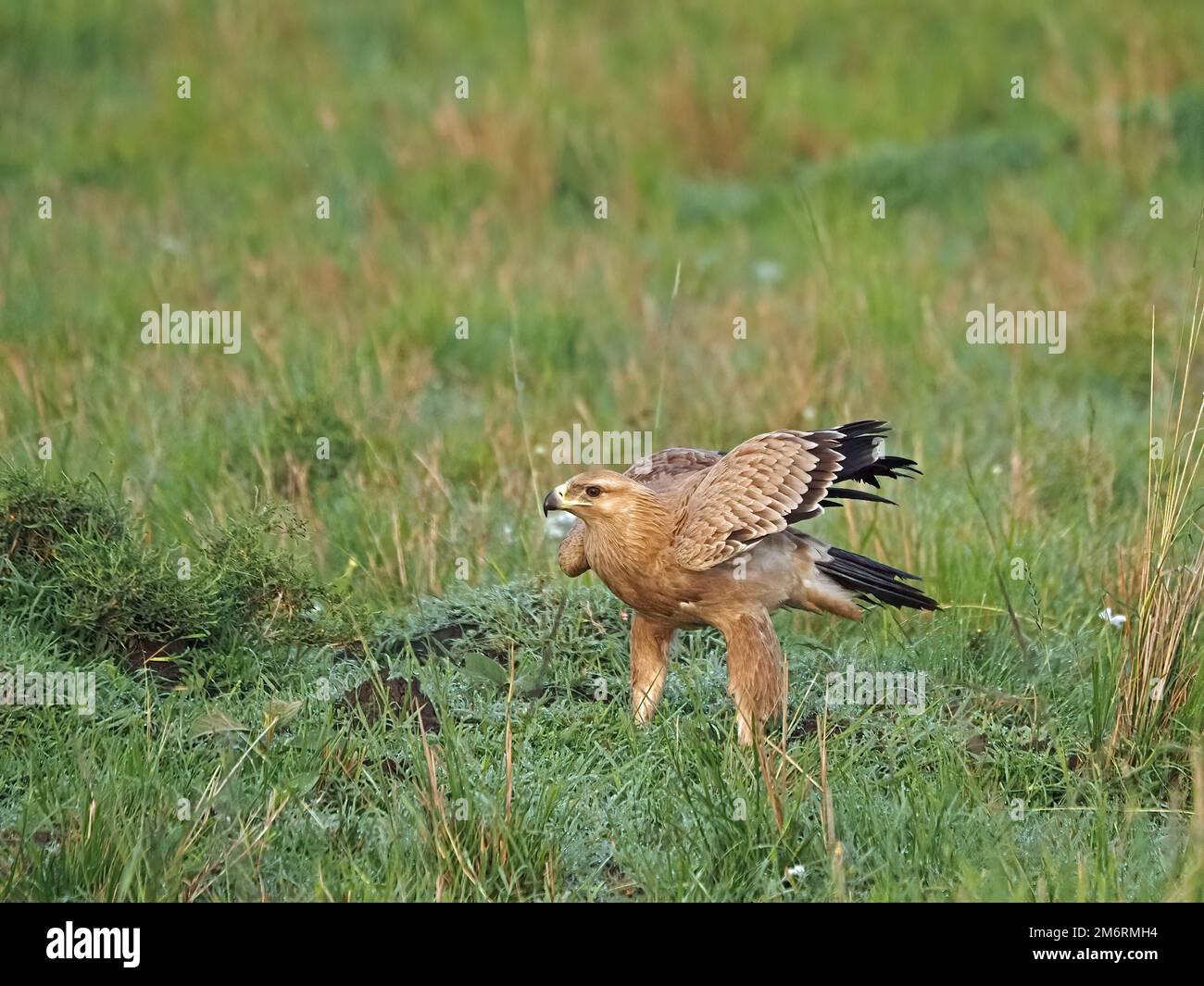Adulto selvaggio Tawny aquila (Aquila rapax) caccia con ali sparse sul terreno in erba fitta di savana pianure di Masai Mara , Kenya, Africa Foto Stock