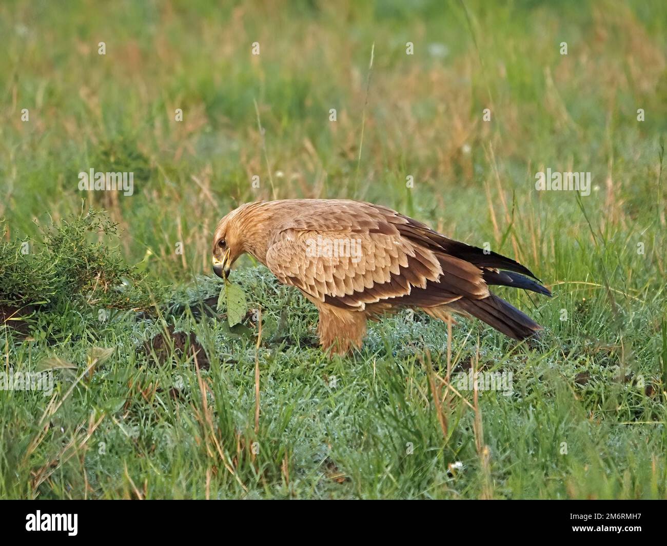 Adulto selvaggio Tawny aquila (Aquila rapax) caccia al suolo in erba fitta di savana pianure di Masai Mara , Kenya, Africa Foto Stock