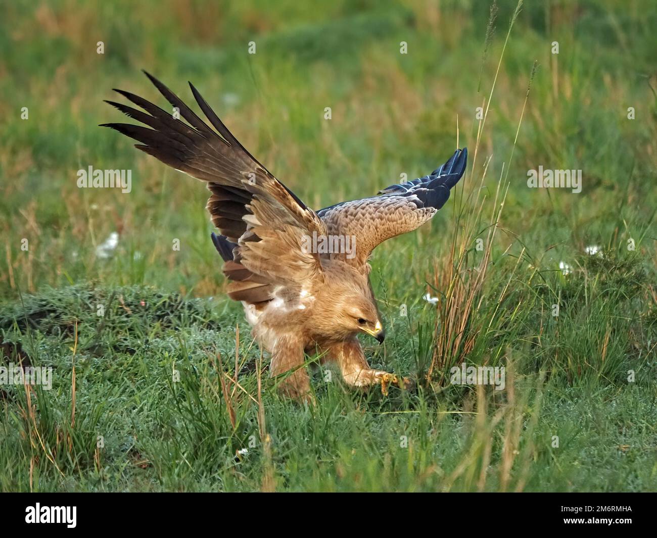 Adulto selvaggio Tawny aquila (Aquila rapax) caccia con ali sparse sul terreno in erba fitta di savana pianure di Masai Mara , Kenya, Africa Foto Stock