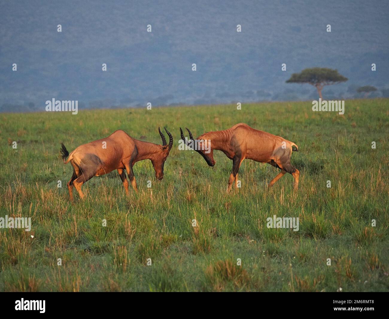 Due topi maschi (Damaliscus lunatus jimela) che combattono con corna per la supremazia della mandria sulle pianure di Masai Mara conservazioni, Kenya, Africa Foto Stock