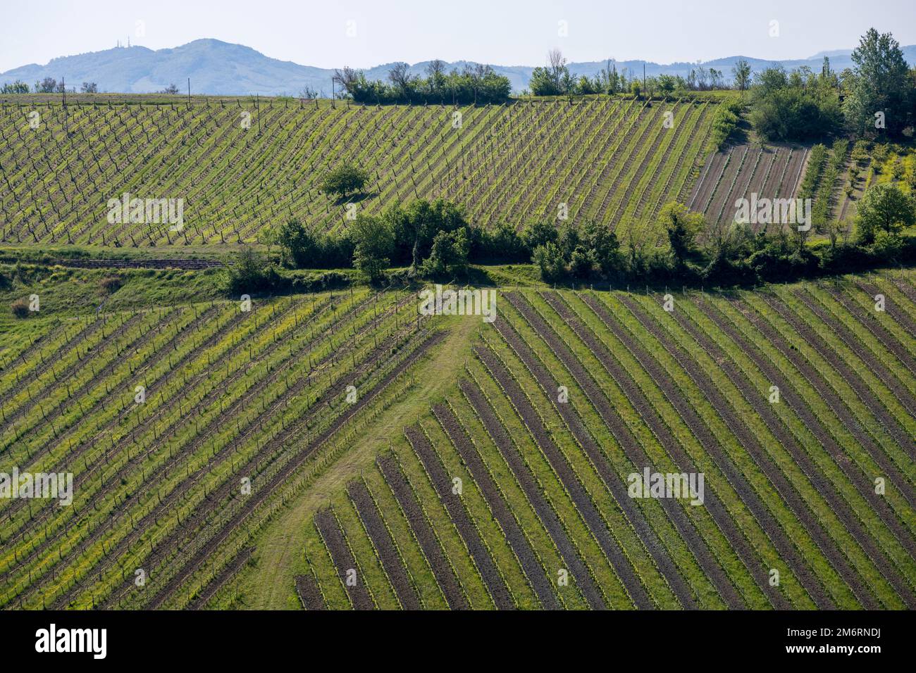 Vigneti nel paesaggio collinare, Emilia-Romagna, Italia Foto Stock