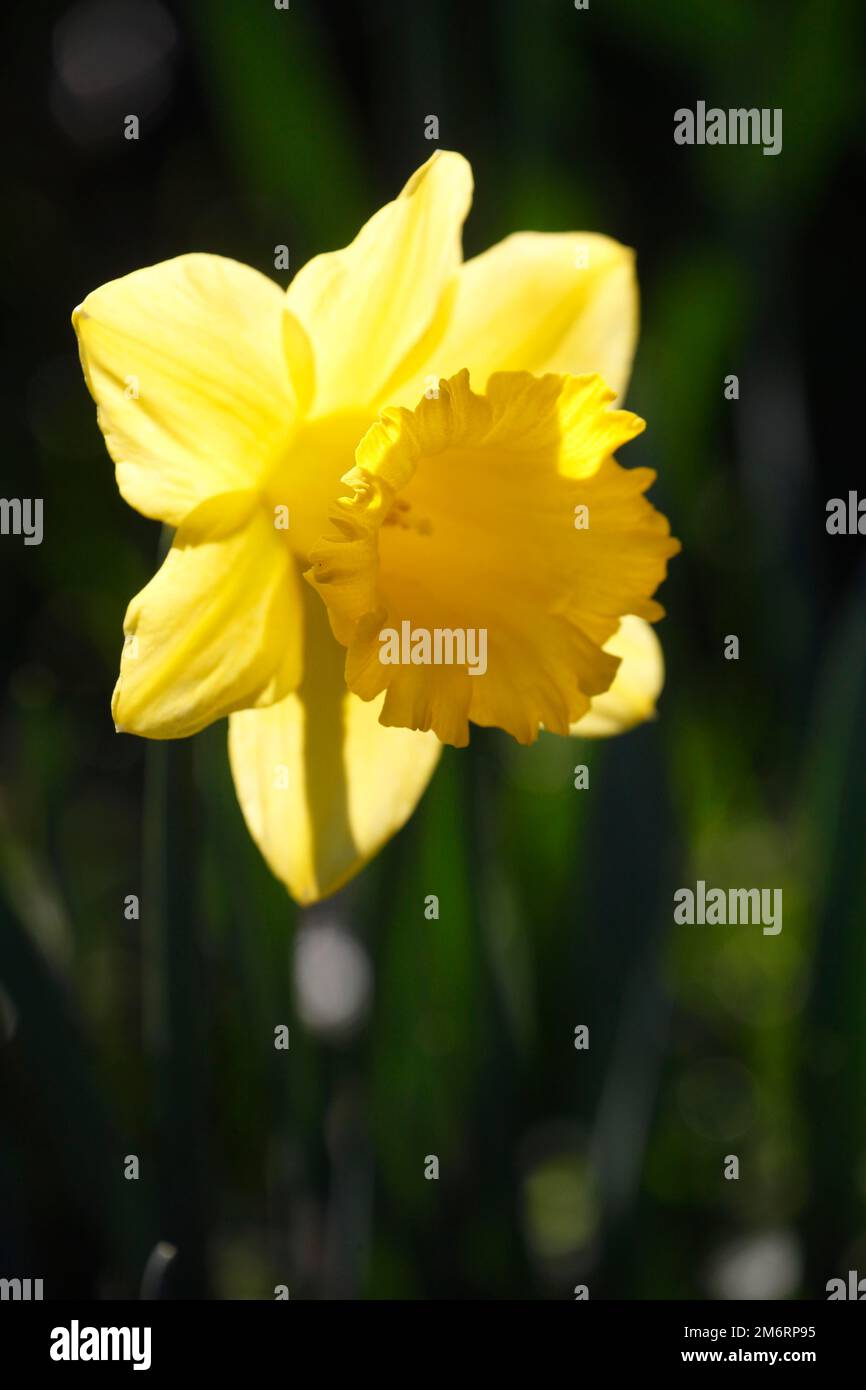 Daffodil selvatico (Narcissus pseudonarcissus), daffodil retroilluminato, Germania Foto Stock