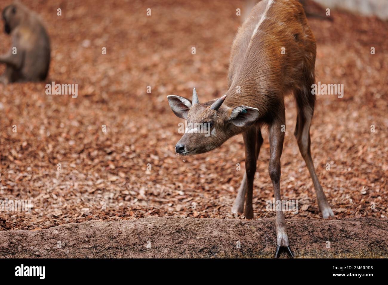 Bongos giovani orientali - Tragelaphus eurycerus - una foresta notturna erbivora ungulato con impressionante rosso-marrone mantello e Spiralled Horns. Foto Stock