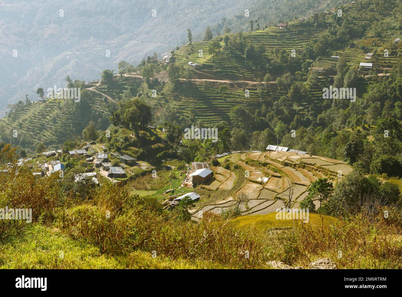 Campi terrazzati in Nagarkot, Provincia di Bagmati, Distretto di Bhaktapur, Nepal Foto Stock