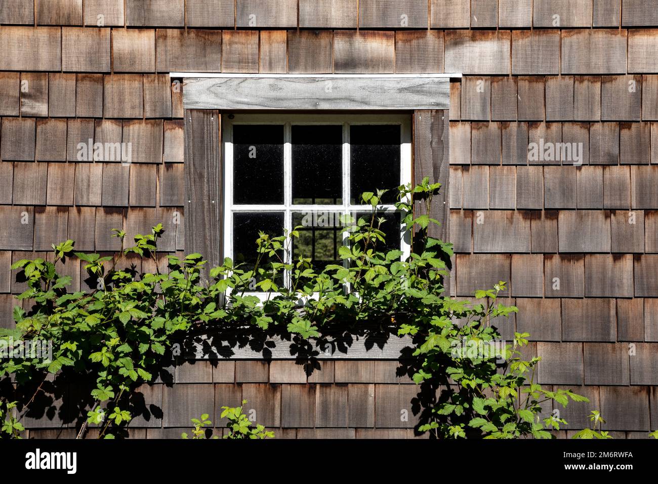 WA20842-00..... WASHINGTON - Finestre di un edificio storico della fattoria a Kestner Homestead, Parco Nazionale Olimpico. Foto Stock