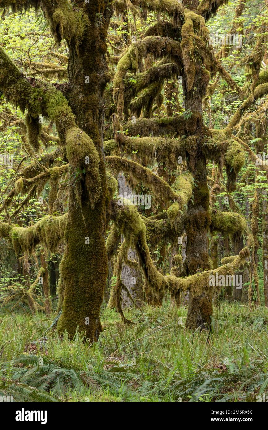 WA20855-00..... WASHINGTON - Foresta pluviale nel Quinault Nature Loop, Parco Nazionale Olimpico. Foto Stock