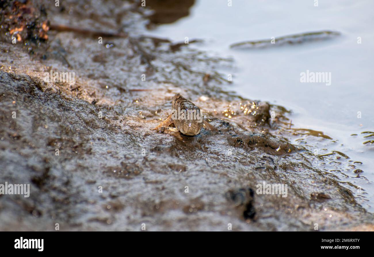 Comune mudskipper (Perioftalmus kalolo) Foto Stock