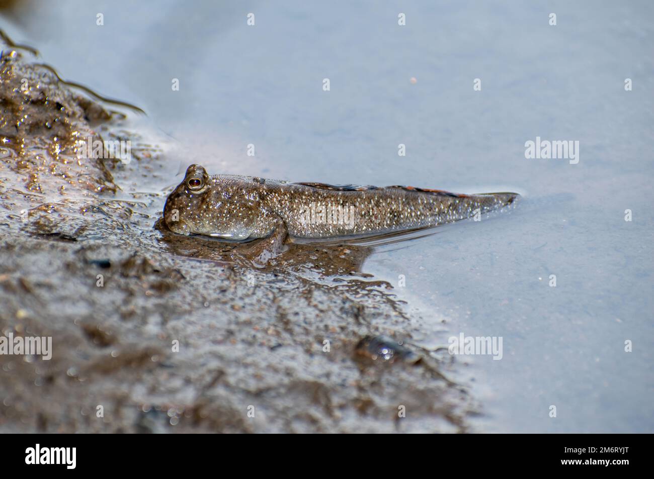 Comune mudskipper (Perioftalmus kalolo) Foto Stock