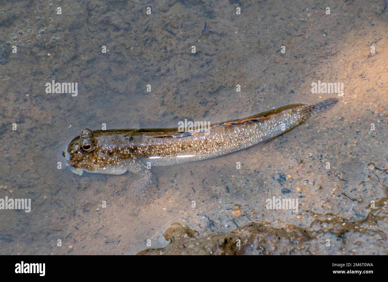 Comune mudskipper (Perioftalmus kalolo) Foto Stock