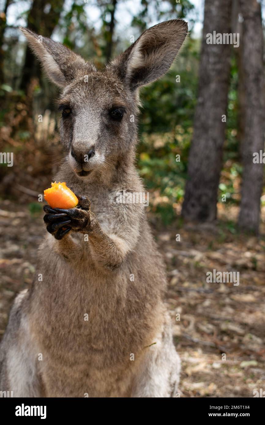 Piccolo canguro Joey in Australia soleggiata mangiare una carota Foto Stock