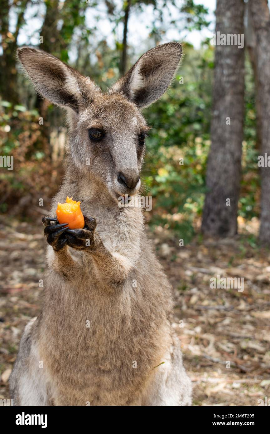 Piccolo canguro Joey in Australia soleggiata mangiare una carota Foto stock Alamy