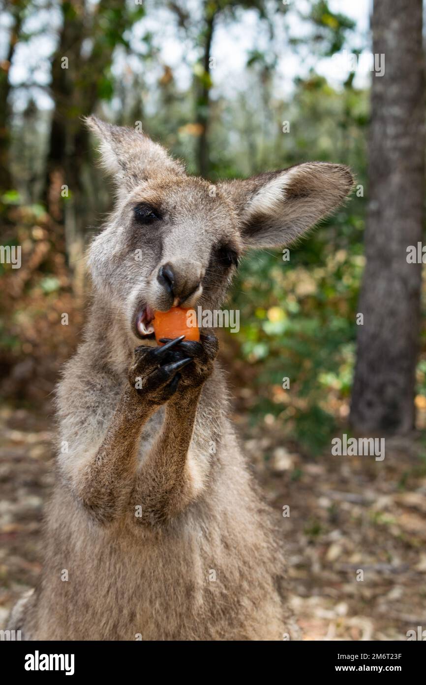 Piccolo canguro Joey in Australia soleggiata mangiare una carota Foto Stock