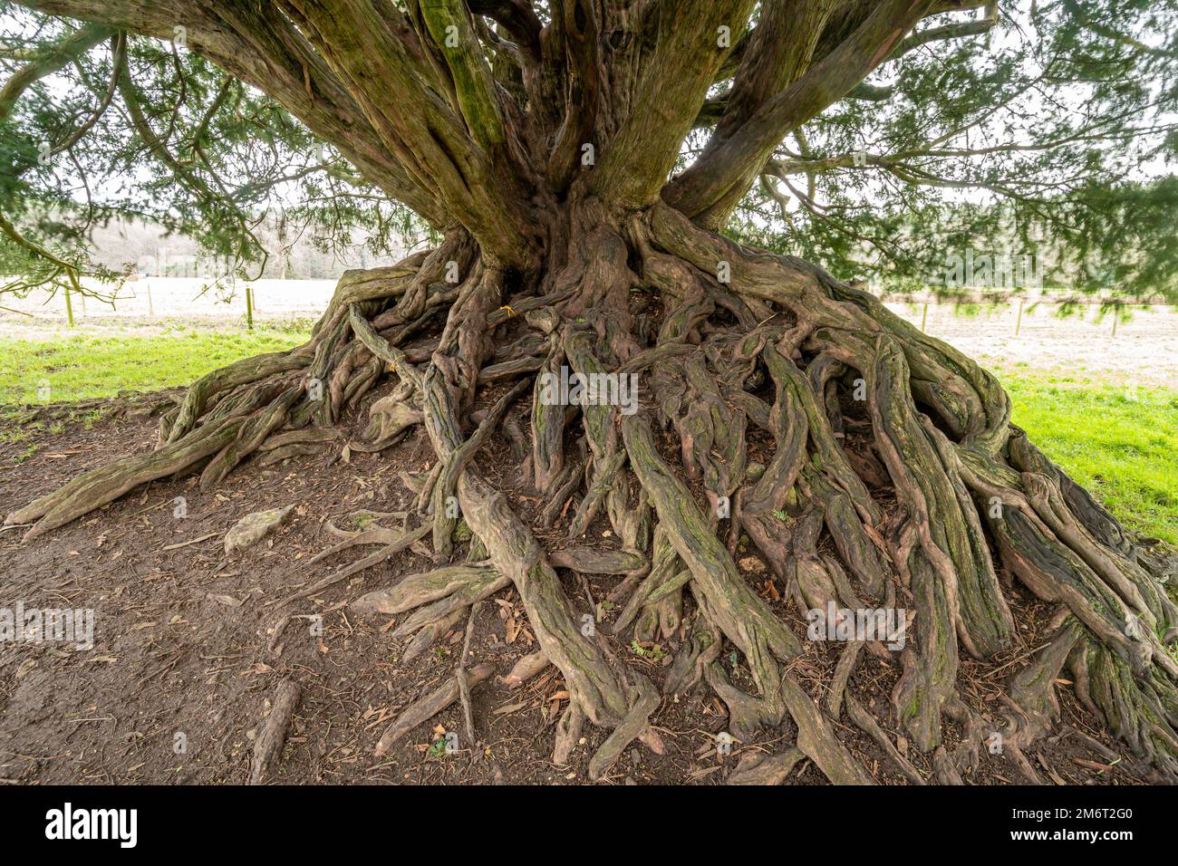 Il Waverley Abbey Yew, un antico albero di Yew votato 2022 albero dell'anno in Surrey, Inghilterra, Regno Unito Foto Stock