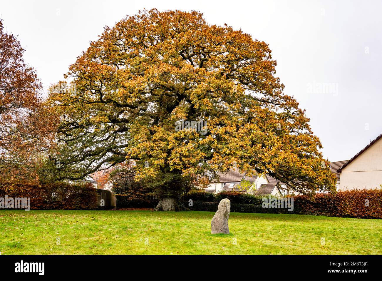 Magnifico albero di quercia con colori autunnali a Oak Tree Park, villaggio di Sticklepath, vicino a Okehampton, Devon, Regno Unito. Foto Stock