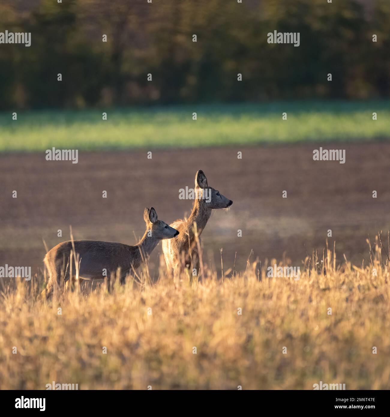 Coppia di cervi che si trovano vicini insieme su un campo verde in soleggiata natura estiva Foto Stock