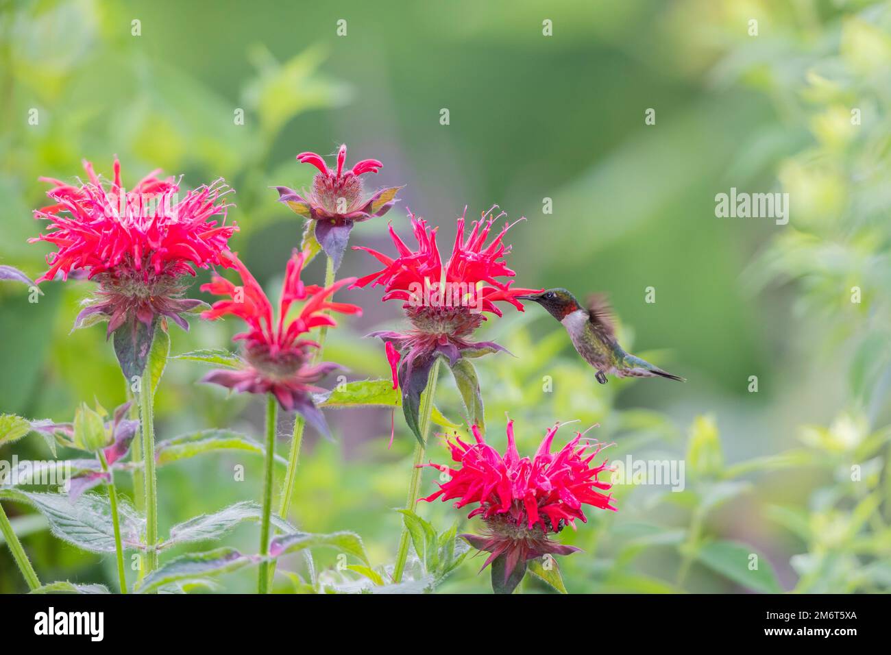 01162-15715 Hummingbird (Archilochus colubris) su Red Bee Balm (Monarda dipyma) Marion Co.. IL Foto Stock