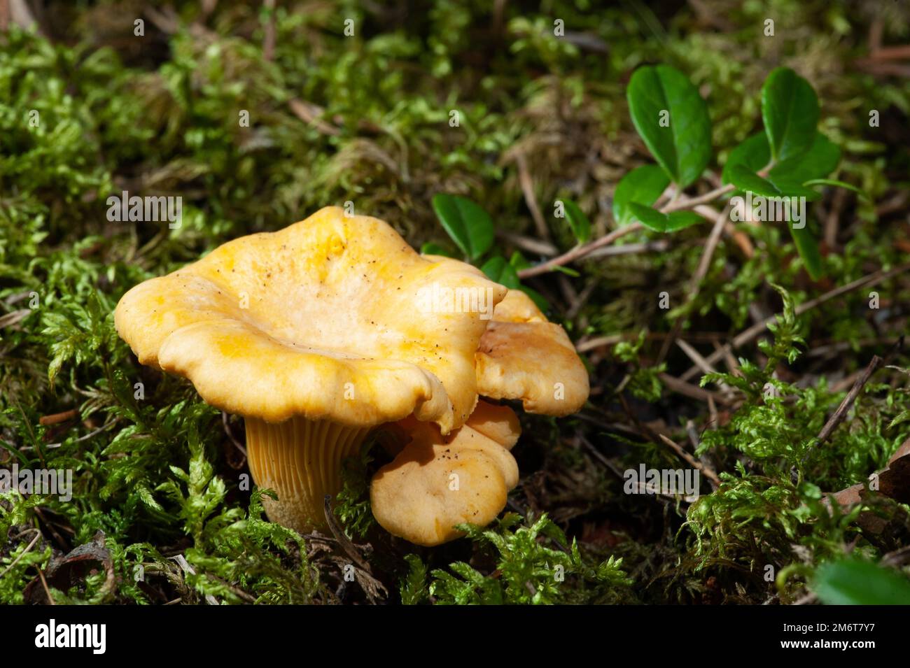 Funghi finferli arancioni luminosi Foto Stock