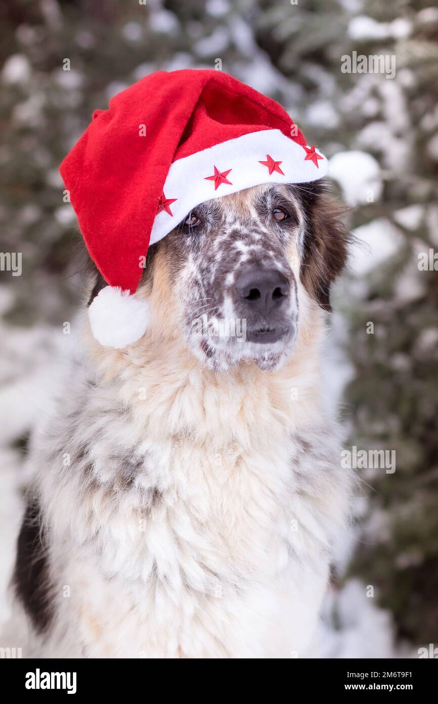 Cane carino in cappello di santa, concetto di buon Natale Foto Stock