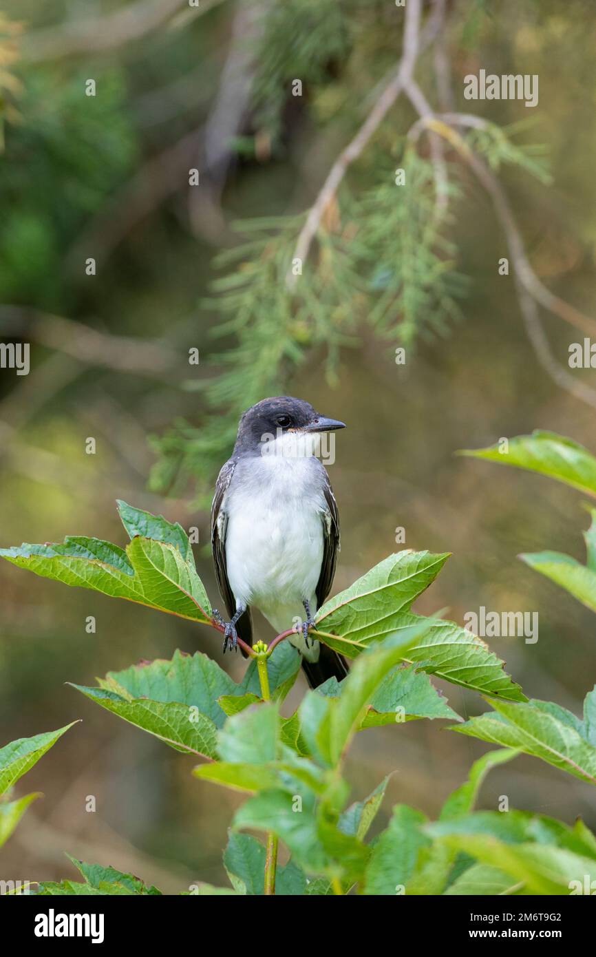 01254-01001 Eastern Kingbird (Tyrannus tyrannus) Marion Co.. IL Foto Stock